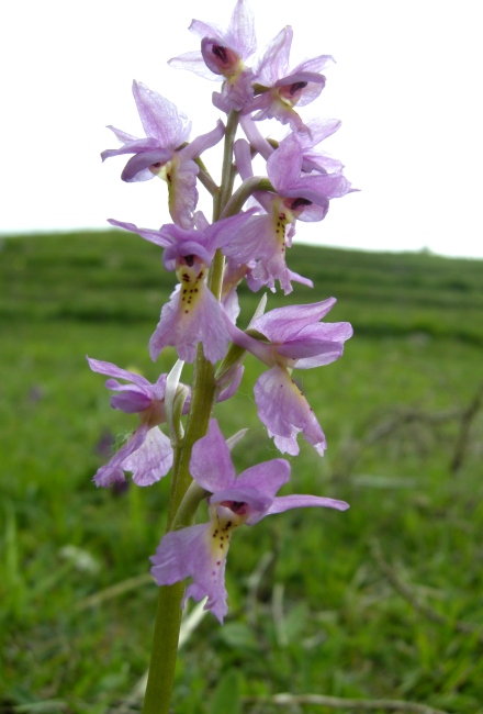 Orchis colemanii